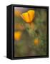 Golden California Poppies, Santa Cruz Coast, California, USA-Tom Norring-Framed Stretched Canvas