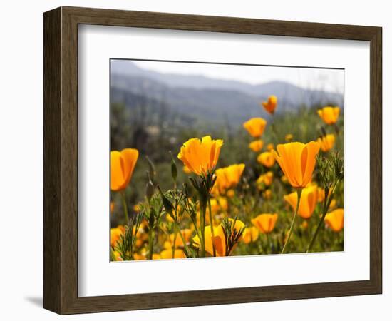 Golden California Poppies, Santa Cruz Coast, California, USA-Tom Norring-Framed Photographic Print