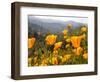 Golden California Poppies, Santa Cruz Coast, California, USA-Tom Norring-Framed Photographic Print