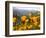 Golden California Poppies, Santa Cruz Coast, California, USA-Tom Norring-Framed Photographic Print