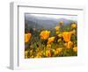 Golden California Poppies, Santa Cruz Coast, California, USA-Tom Norring-Framed Photographic Print