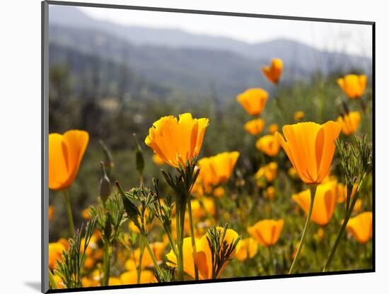 Golden California Poppies, Santa Cruz Coast, California, USA-Tom Norring-Mounted Photographic Print