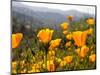 Golden California Poppies, Santa Cruz Coast, California, USA-Tom Norring-Mounted Photographic Print