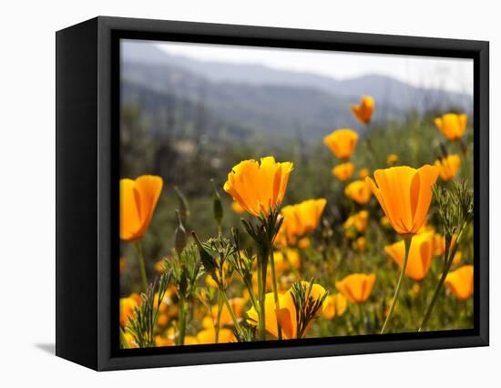 Golden California Poppies, Santa Cruz Coast, California, USA-Tom Norring-Framed Stretched Canvas