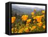 Golden California Poppies, Santa Cruz Coast, California, USA-Tom Norring-Framed Stretched Canvas