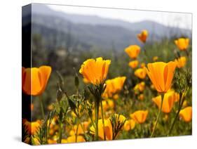 Golden California Poppies, Santa Cruz Coast, California, USA-Tom Norring-Stretched Canvas