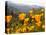 Golden California Poppies, Santa Cruz Coast, California, USA-Tom Norring-Stretched Canvas