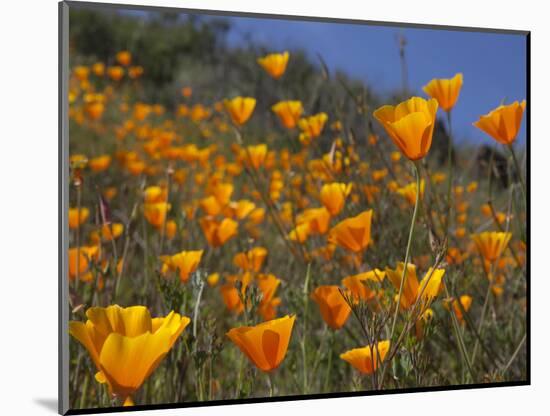 Golden California Poppies, Santa Cruz Coast, California, USA-Tom Norring-Mounted Photographic Print