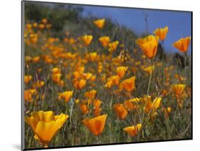 Golden California Poppies, Santa Cruz Coast, California, USA-Tom Norring-Mounted Photographic Print