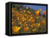 Golden California Poppies, Santa Cruz Coast, California, USA-Tom Norring-Framed Stretched Canvas