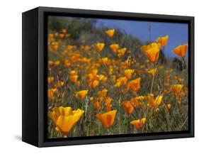 Golden California Poppies, Santa Cruz Coast, California, USA-Tom Norring-Framed Stretched Canvas