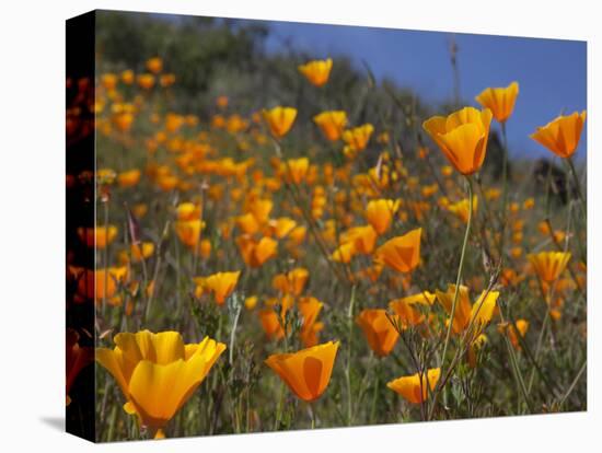 Golden California Poppies, Santa Cruz Coast, California, USA-Tom Norring-Stretched Canvas