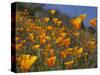 Golden California Poppies, Santa Cruz Coast, California, USA-Tom Norring-Stretched Canvas