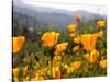 Golden California Poppies, Santa Cruz Coast, California, USA-Tom Norring-Stretched Canvas