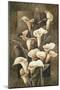 Golden Calla Lilies-Linda Thompson-Mounted Giclee Print