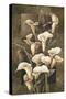 Golden Calla Lilies-Linda Thompson-Stretched Canvas