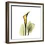 Golden Calla Lily 1-Albert Koetsier-Framed Art Print