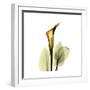 Golden Calla Lily 1-Albert Koetsier-Framed Art Print