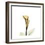Golden Calla Lily 2-Albert Koetsier-Framed Art Print