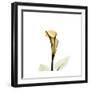 Golden Calla Lily 2-Albert Koetsier-Framed Art Print