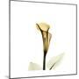 Golden Calla Lily 2-Albert Koetsier-Mounted Art Print