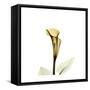 Golden Calla Lily 2-Albert Koetsier-Framed Stretched Canvas
