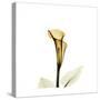 Golden Calla Lily 2-Albert Koetsier-Stretched Canvas