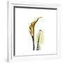 Golden Calla Lily 3-Albert Koetsier-Framed Premium Giclee Print