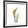 Golden Calla Lily 3-Albert Koetsier-Framed Premium Giclee Print