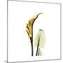 Golden Calla Lily 3-Albert Koetsier-Mounted Premium Giclee Print