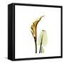 Golden Calla Lily 3-Albert Koetsier-Framed Stretched Canvas