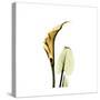 Golden Calla Lily 3-Albert Koetsier-Stretched Canvas