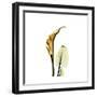 Golden Calla Lily 3-Albert Koetsier-Framed Premium Giclee Print