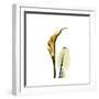 Golden Calla Lily 3-Albert Koetsier-Framed Premium Giclee Print