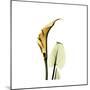 Golden Calla Lily 3-Albert Koetsier-Mounted Premium Giclee Print