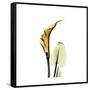 Golden Calla Lily 3-Albert Koetsier-Framed Stretched Canvas