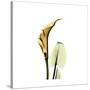 Golden Calla Lily 3-Albert Koetsier-Stretched Canvas