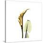 Golden Calla Lily 3-Albert Koetsier-Stretched Canvas