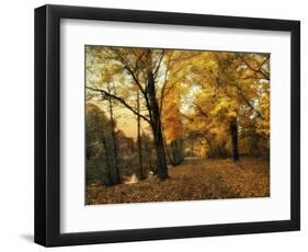 Golden Canopy-Jessica Jenney-Framed Giclee Print