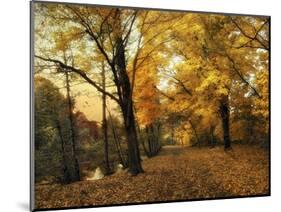 Golden Canopy-Jessica Jenney-Mounted Giclee Print