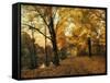 Golden Canopy-Jessica Jenney-Framed Stretched Canvas