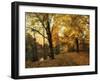 Golden Canopy-Jessica Jenney-Framed Giclee Print