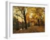 Golden Canopy-Jessica Jenney-Framed Giclee Print