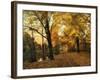 Golden Canopy-Jessica Jenney-Framed Giclee Print