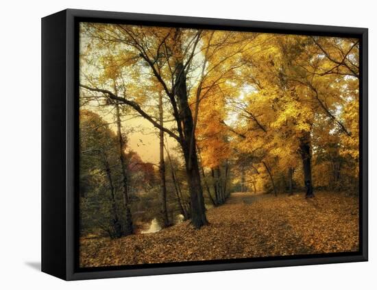 Golden Canopy-Jessica Jenney-Framed Stretched Canvas