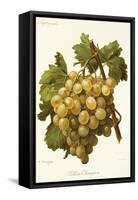 Golden Champion Grape-A. Kreyder-Framed Stretched Canvas