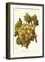 Golden Champion Grape-A. Kreyder-Framed Giclee Print