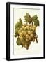 Golden Champion Grape-A. Kreyder-Framed Giclee Print