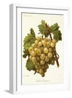 Golden Champion Grape-A. Kreyder-Framed Giclee Print