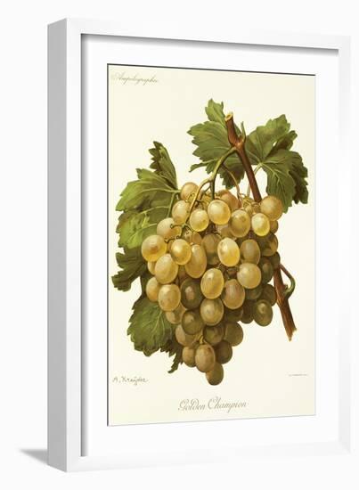Golden Champion Grape-A. Kreyder-Framed Giclee Print